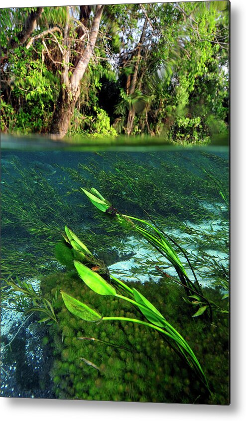 Underwater Metal Print featuring the photograph Green flow by Artesub