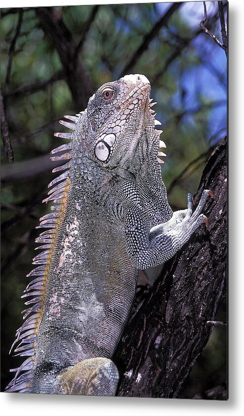 Iguana Iguana Metal Print featuring the photograph Green Iguana by Clay Coleman/science Photo Library