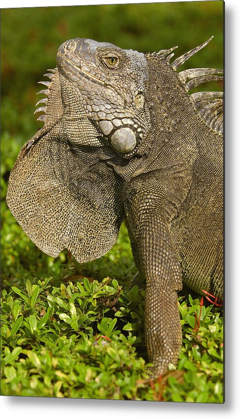 Feb0514 Metal Print featuring the photograph Green Iguana Flaring Dewlap Ecuador by Pete Oxford