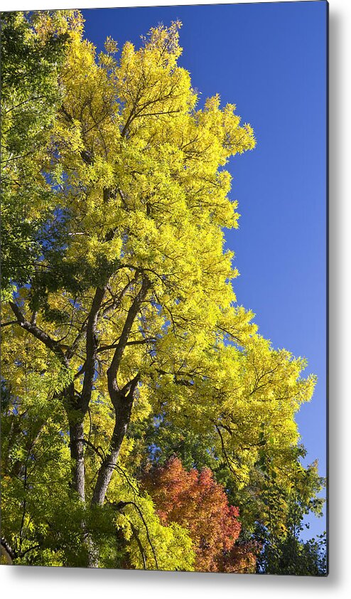 Autumn Metal Print featuring the photograph Green Orange Yellow and Blue by James BO Insogna
