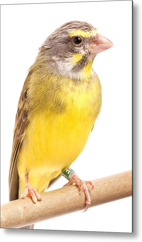 Green Singing Finch Metal Print featuring the photograph Green Singing Finch Crithagra Mozambicus by David Kenny