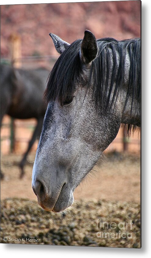 Mare Metal Print featuring the photograph Grey Mare by Susan Herber