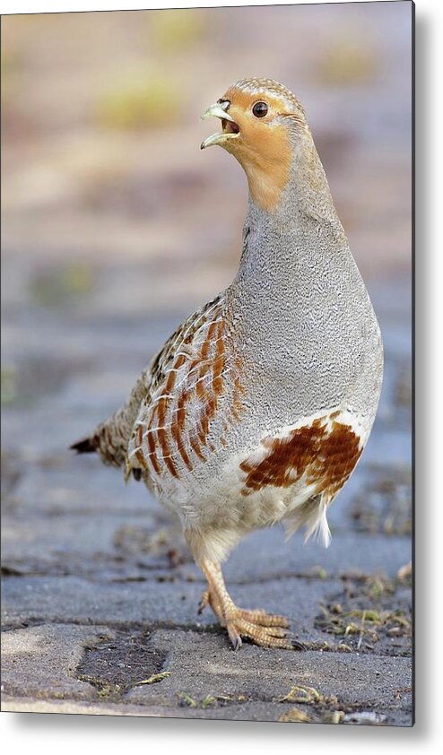 Biology Metal Print featuring the photograph Grey Partridge by Bildagentur-online/mcphoto-rolfes/science Photo Library