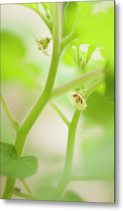 May Metal Print featuring the photograph Ground-cherry (physalis Pubescens 'aunt Molly's') In Flower by Maria Mosolova/science Photo Library
