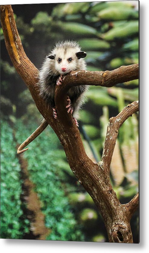 Opossum Metal Print featuring the photograph Hang In There Baby by John Haldane