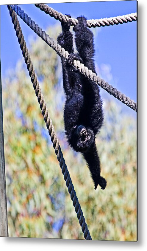 Siamang Metal Print featuring the photograph Happy by Miroslava Jurcik