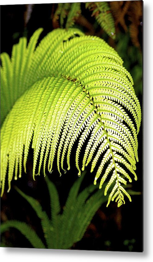 Hawaii Plants Metal Print featuring the photograph Hapu'u Fern Frond by Lehua Pekelo-Stearns