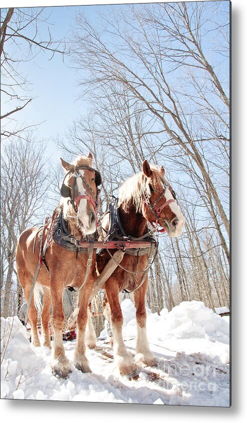 Maple Syrup Metal Print featuring the photograph Hard Working Horses by Cheryl Baxter