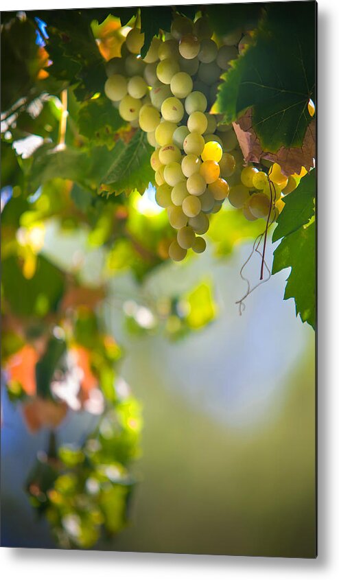 Grape Metal Print featuring the photograph Harvest Time. Sunny Grapes V by Jenny Rainbow