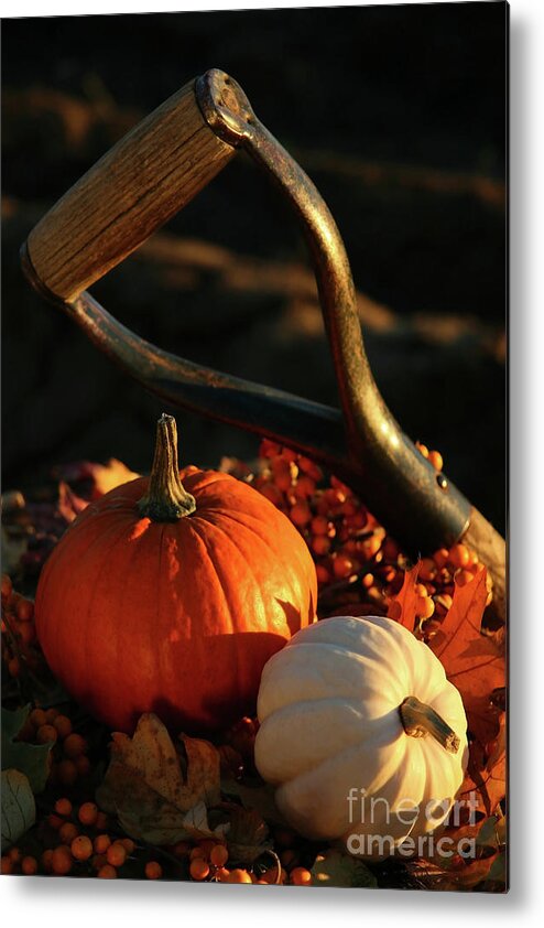 Autumn Metal Print featuring the photograph Harvesting for Thanksgiving by Sandra Cunningham