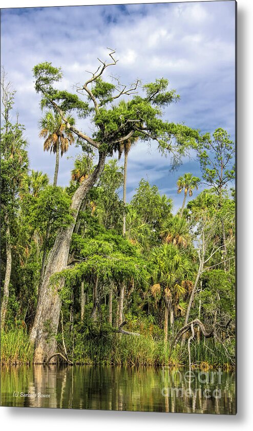 Otter Creek Metal Print featuring the photograph Hatrack Cypress by Barbara Bowen