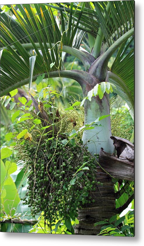 Flower Metal Print featuring the photograph Hawaiian Palm Inflorescence by Karon Melillo DeVega