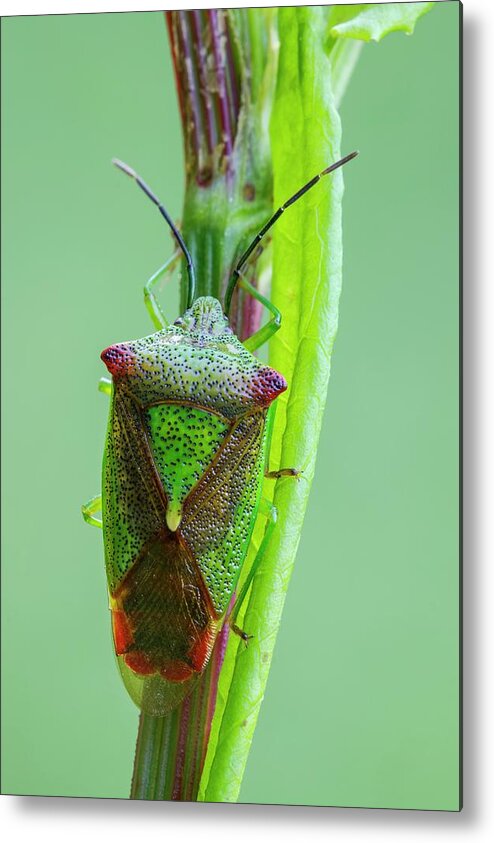 Somerset Metal Print featuring the photograph Hawthorn Shield Bug by Heath Mcdonald/science Photo Library