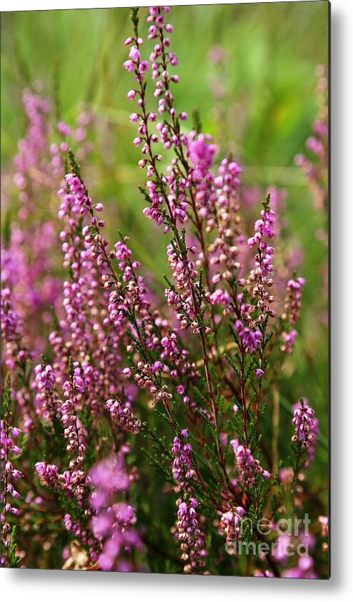 Heather Metal Print featuring the photograph Heather by Carol Groenen