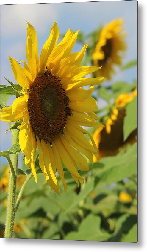 Sunflower Metal Print featuring the photograph Helianthus 5 by Cathy Lindsey