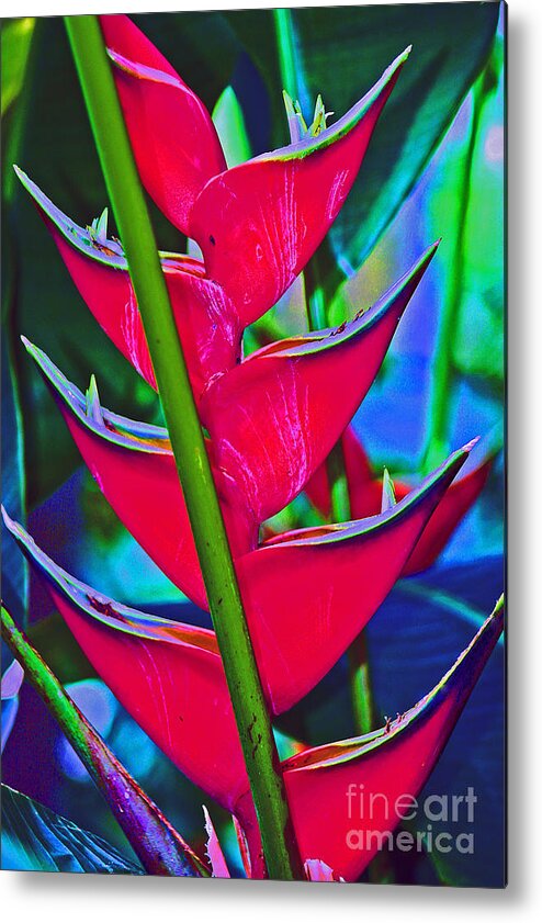 Heliconia Metal Print featuring the photograph Heliconia Abstract by Karen Adams