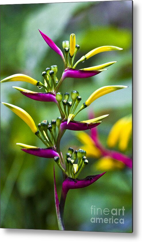 Heliconia Metal Print featuring the photograph Heliconia subulata II by Heiko Koehrer-Wagner