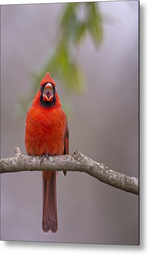 Cardinal Metal Print featuring the photograph Help . . . A crazy lady with a camera is stalking me by Bonnie Barry