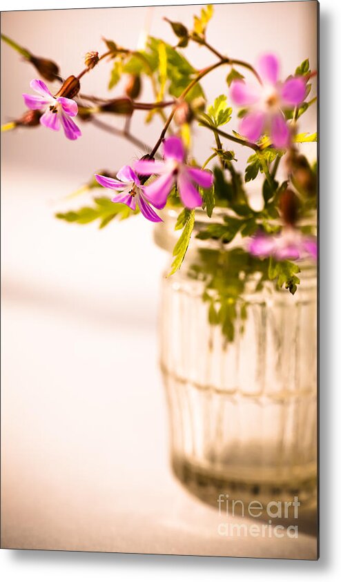 Wildflowers Metal Print featuring the photograph Herb Robert Posy by Jan Bickerton