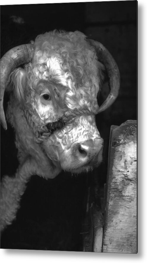 Hereford Cow Metal Print featuring the photograph Hereford Bull in black and white by Cathy Anderson