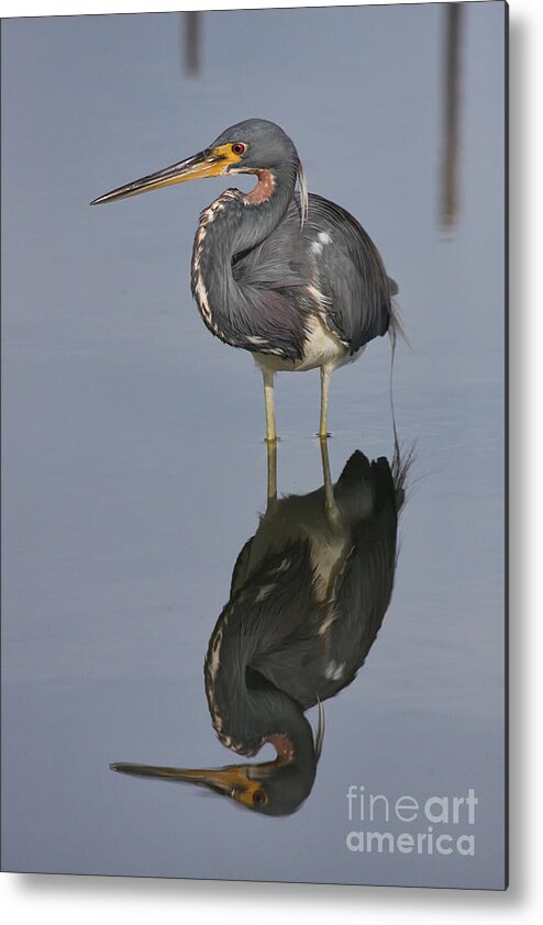 Heron Metal Print featuring the photograph Heron Reflections by Jayne Carney