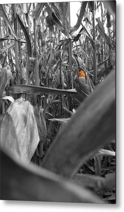 Dylan Punke Metal Print featuring the photograph Hidden Kernels by Dylan Punke