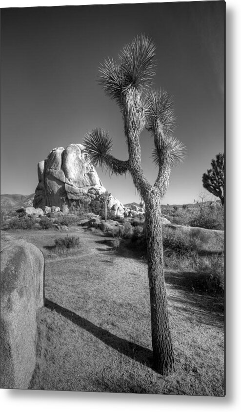  Joshua Tree.california Metal Print featuring the photograph Hidden Valley Joshua by Peter Tellone
