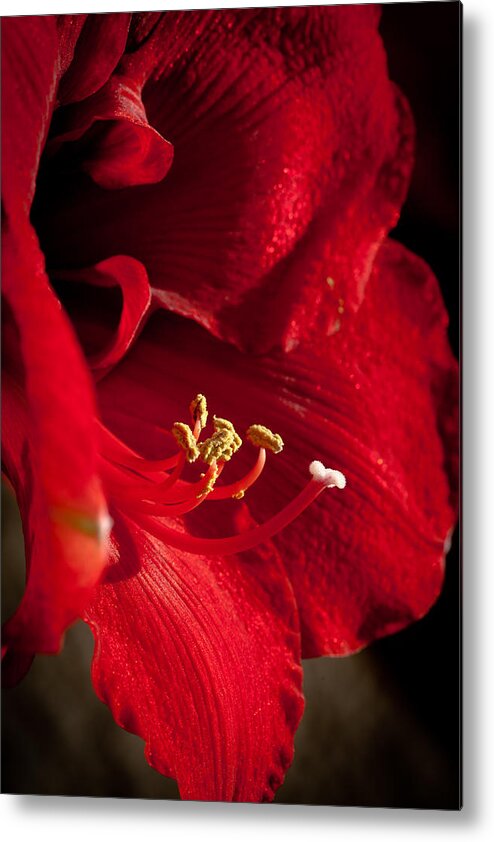 Hippeastrum Metal Print featuring the photograph Hippeastrum by Ralf Kaiser