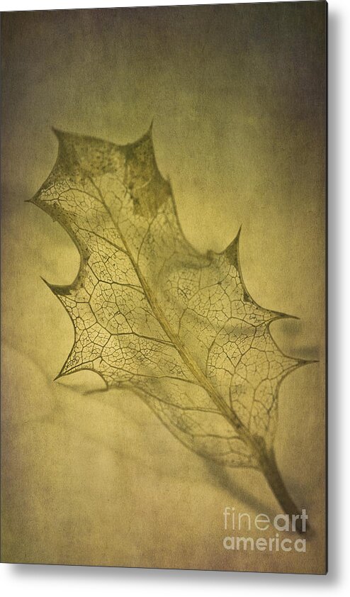 Autumnal Metal Print featuring the photograph Holly Leaf by Jan Bickerton