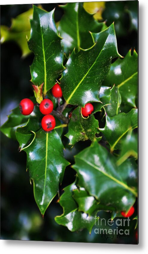 Holly Metal Print featuring the photograph Holly by Mindy Bench