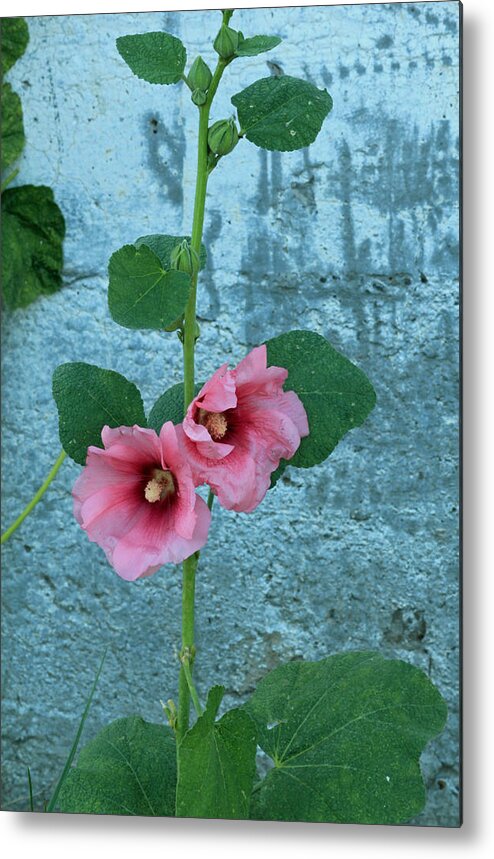 Floral Metal Print featuring the photograph Hollyhock by E Faithe Lester