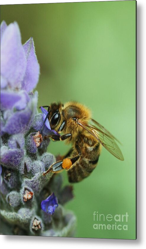 Bee Metal Print featuring the photograph Honey Bee by Joy Watson