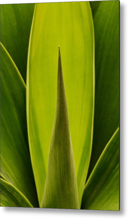 Plant Metal Print featuring the photograph House Plant by Robert Woodward