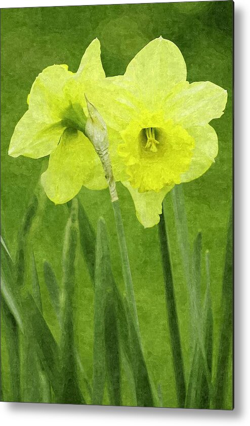 Common Metal Print featuring the photograph Hugging Daffodils 2 by Ram Vasudev