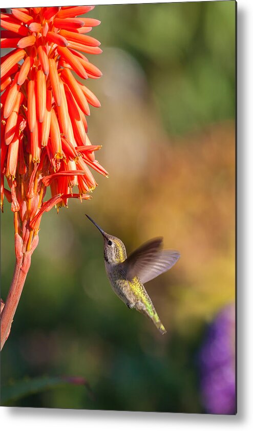 Hummingbird Metal Print featuring the photograph Hummingbird and flower by Cliff Wassmann