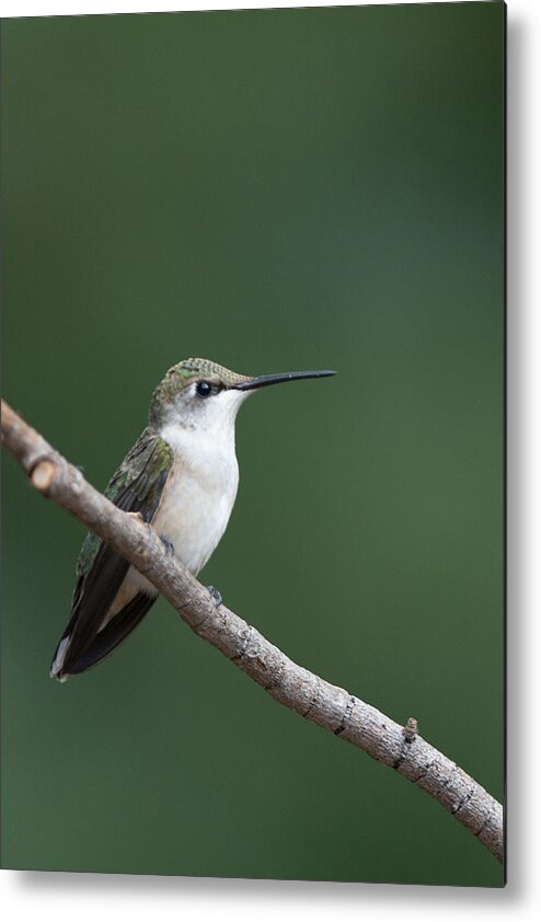 Ruby Metal Print featuring the photograph Hummingbird At Rest by Jack Nevitt