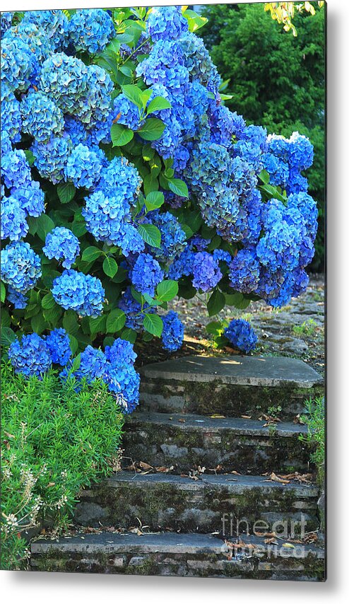 Websites: Jeanette-french.artistwebsites.com And Jeanette-french.pixels.com Metal Print featuring the photograph Hydrangea Steps 2 by Jeanette French