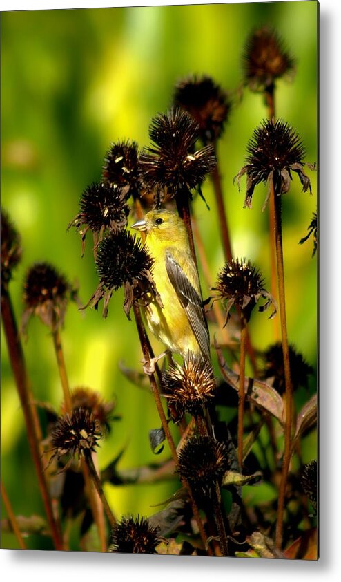 American Goldfinch Metal Print featuring the photograph I am a Flower Stalk Do You See Me by Carol Montoya