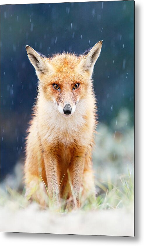 Fox Metal Print featuring the photograph I Can't Stand the Rain fox in a rain shower by Roeselien Raimond