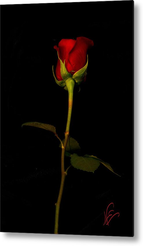 Single Rose Metal Print featuring the photograph I Love You by Nancy Edwards