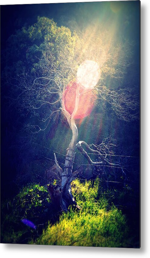 Tree Metal Print featuring the photograph I Saw the Light by Lisa Holland-Gillem
