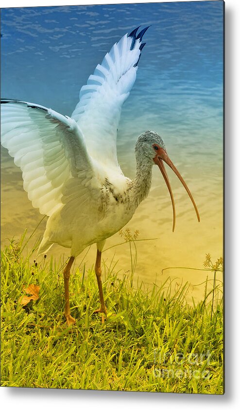 Ibis Metal Print featuring the photograph Ibis Talking by Deborah Benoit