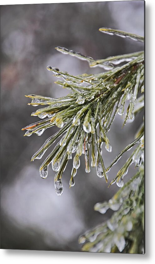 Ice Storm Metal Print featuring the photograph Ice Storm Remnants ll by Theo OConnor