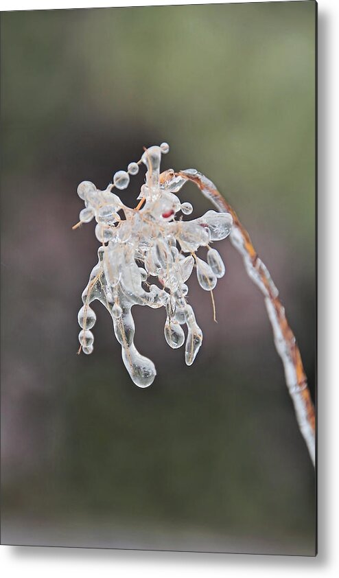 April Metal Print featuring the photograph Ice Storm Remnants Vl by Theo OConnor