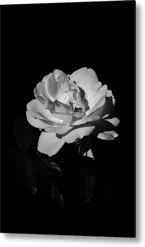 Iceberg Rose Metal Print featuring the photograph Iceberg rose by Charles Lupica