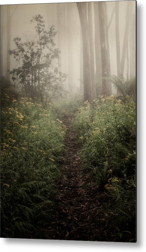 Fog Metal Print featuring the photograph In Silence by Amy Weiss