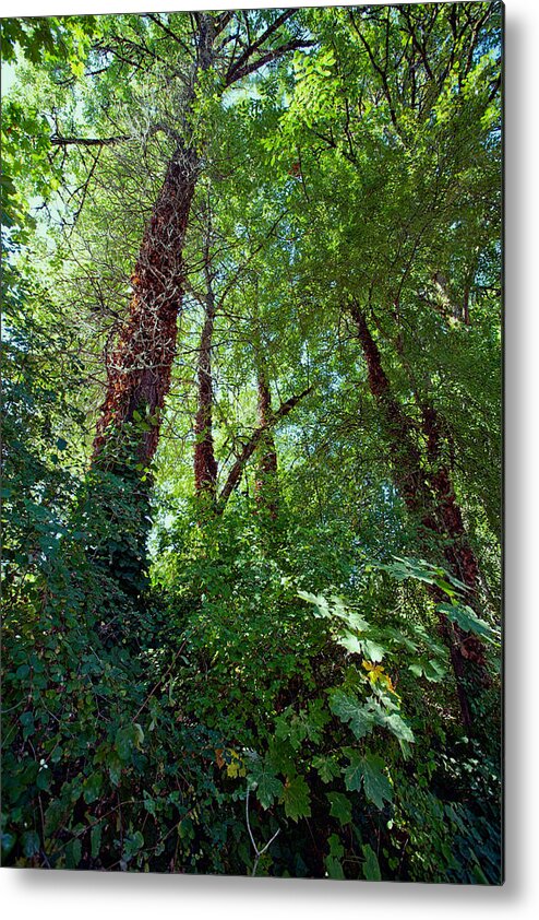 Forest Metal Print featuring the photograph In the Quiet Forest by Bonnie Bruno