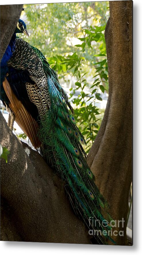 Peacock Metal Print featuring the photograph In The Shadows by Peggy Hughes