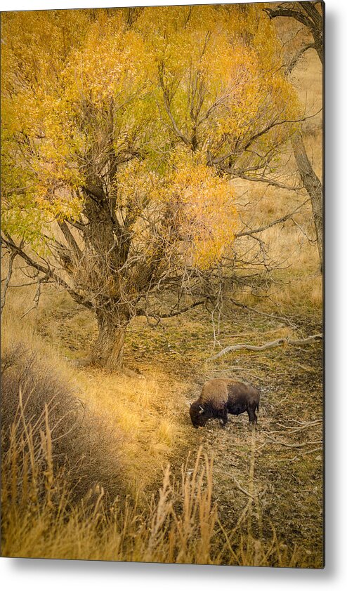 Dakota Metal Print featuring the photograph In the Willows by Greni Graph