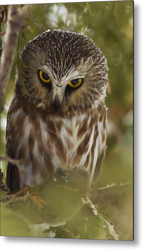 Northern Saw-whet Owl Metal Print featuring the photograph In Your Eyes by Mircea Costina Photography